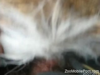 Astonishing zoo gape session with a slutty beast