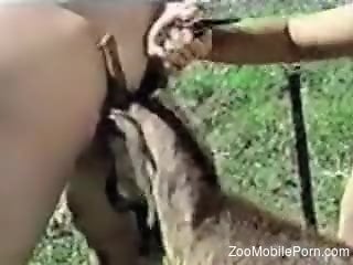 Hot women fucking beasts in a group porn video