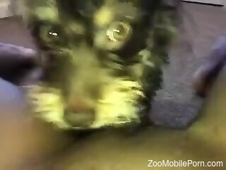 Hot pussy getting licked by a really sexy doggo
