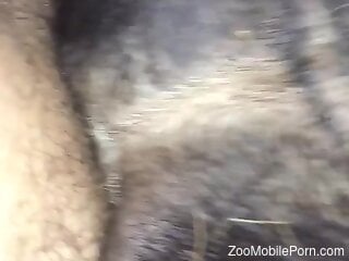 Dude has a stiff penis and loves fucking dogs