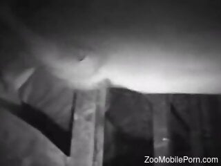 Sexy guy's cock slides inside a pig's pussy